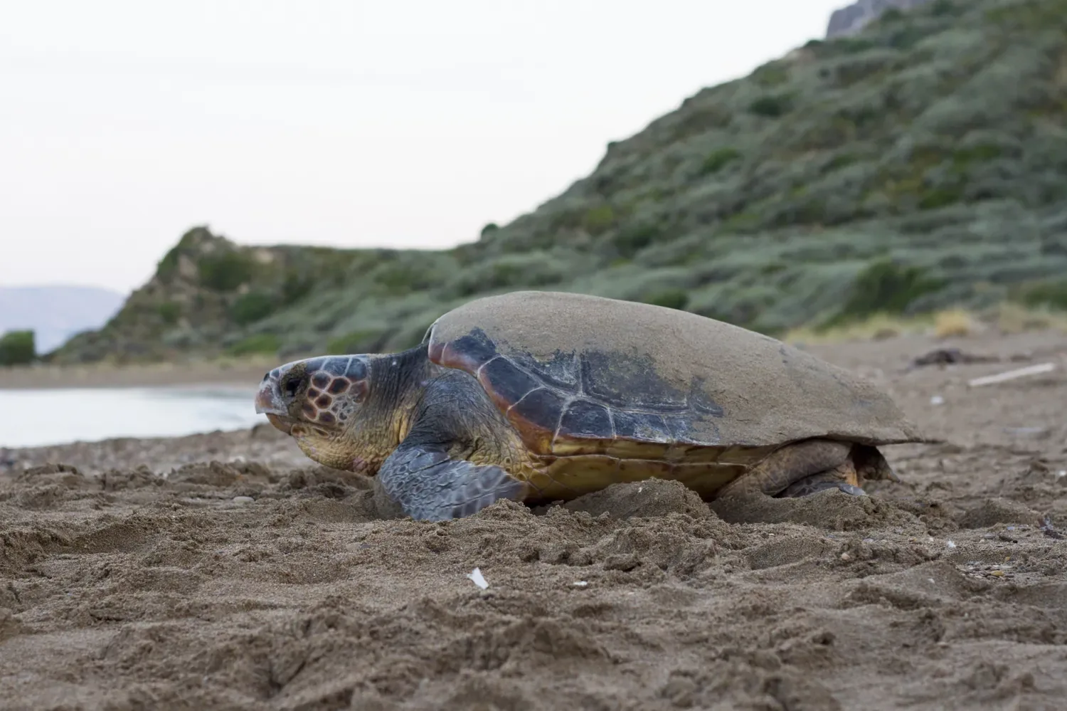 Mořská želva Caretta caretta na pláži Zakynthosu